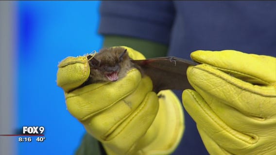 Minnesota Bat Festival kicks off in Bloomington