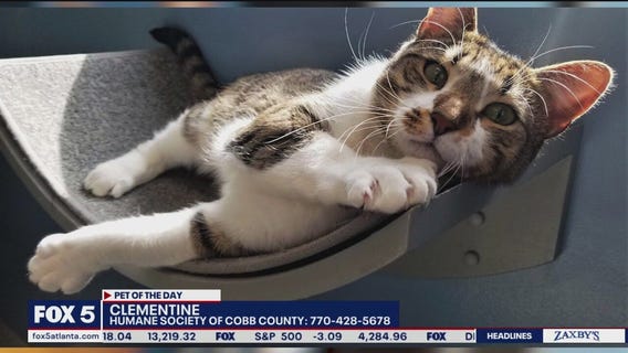 Pet of the Day from the Humane Society of Cobb County