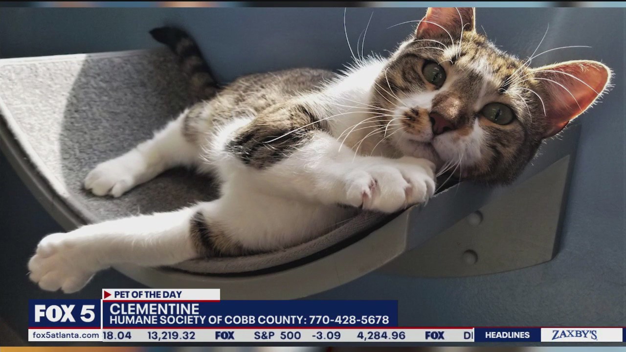Pet of the Day from the Humane Society of Cobb County
