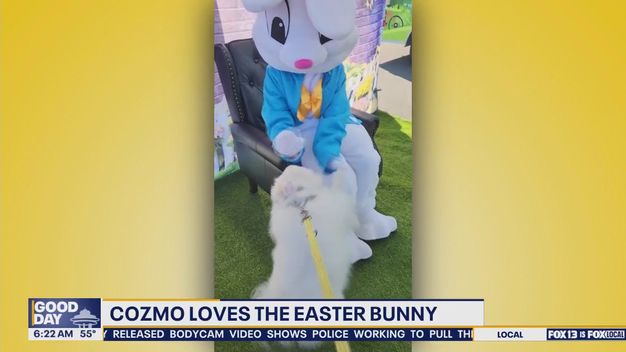 Pet Tricks for Wednesday, June 25