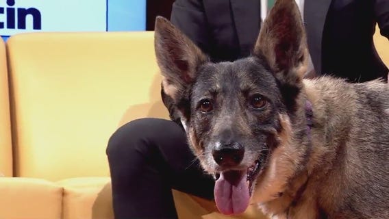 Pet of the Week: Schotzi from P.A.W.S.