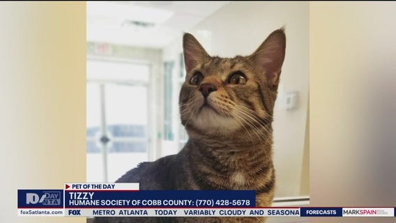 Pet of the Day from the Humane Society of Cobb County