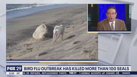 Health Watch: Bird flu outbreak causing seal deaths