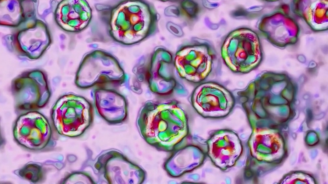 Should adults get boosters for childhood vaccines?