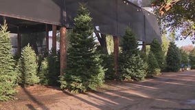 Expert tips for choosing a Christmas tree