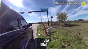Hilarious moment TX cop reads goat its rights after arrest