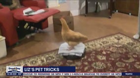 Liz's Pet Tricks for Monday, October 24