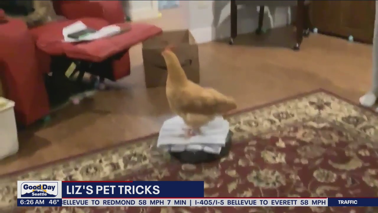 Liz's Pet Tricks for Monday, October 24
