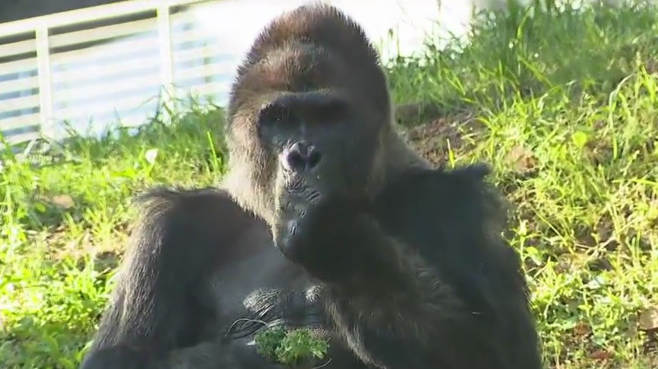 Zoo Atlanta preparing for summer fun