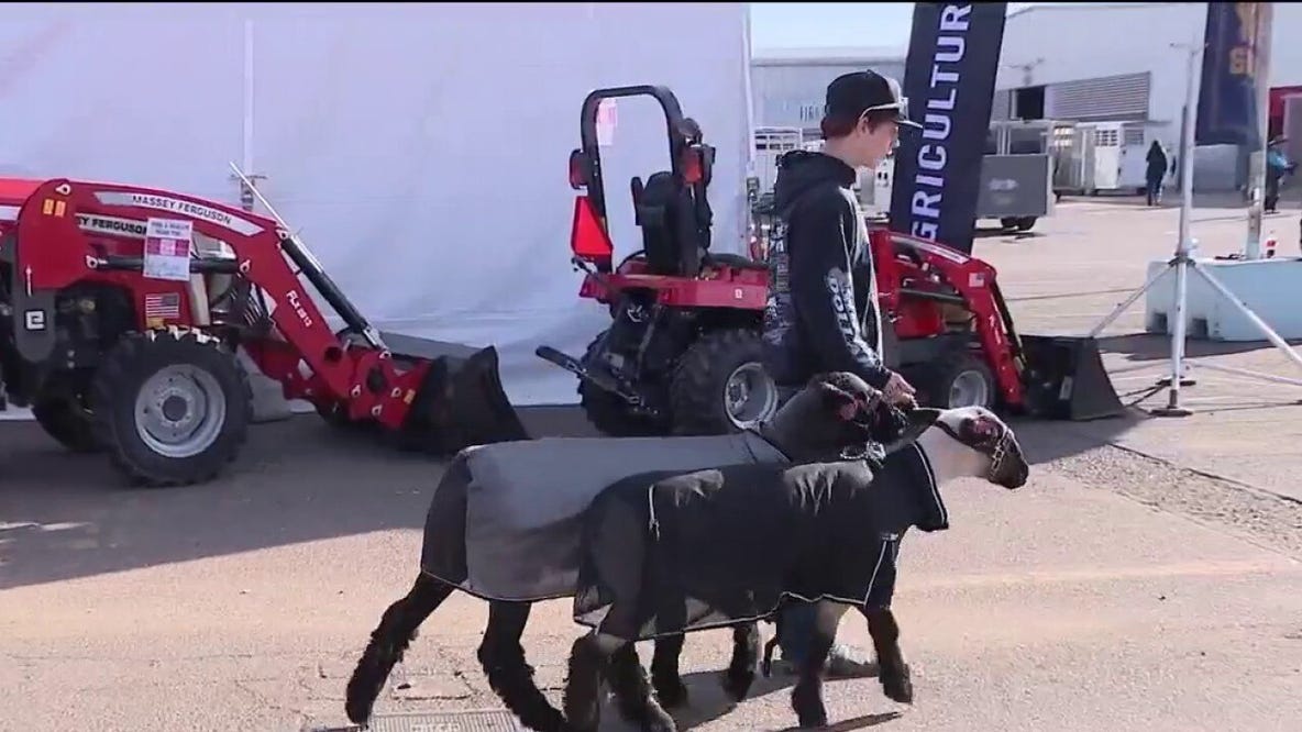 Livestock show returns at State Fairgrounds in Phoenix