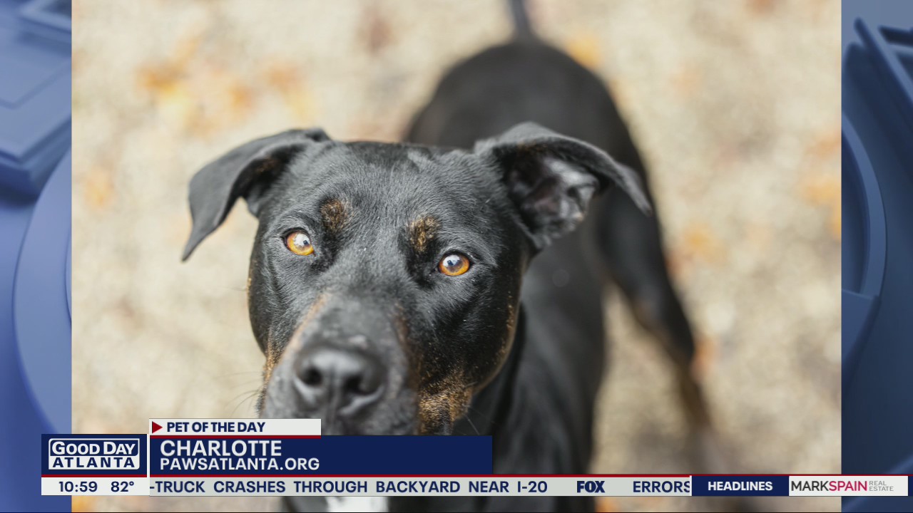 Pet of the Day from Paws Atlanta