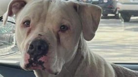 Giving Tuesday: Hinsdale Humane Society accepting holiday season donations