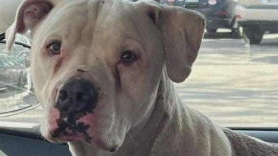 Giving Tuesday: Hinsdale Humane Society accepting holiday season donations