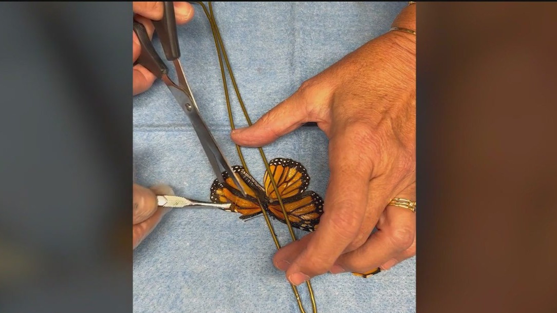 A second chance to fly: Sweetbriar’s delicate butterfly rescue