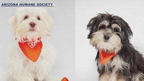 Puppy Bowl: Arizona puppies to take part