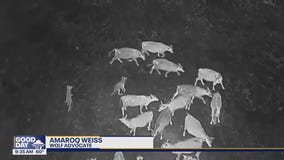 US farmers using drones to ward off wolves from cattle