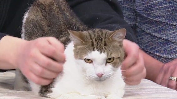 Meet Mister: Our Pet of the Day