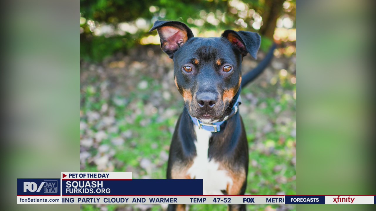 Pets of the Day from FurKids