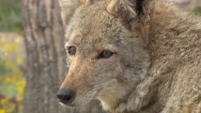 North Phoenix sees 3 coyote attacks