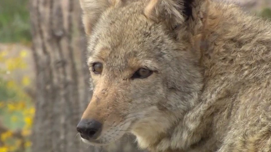 North Phoenix sees 3 coyote attacks