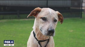 Pet of the day: Arizona