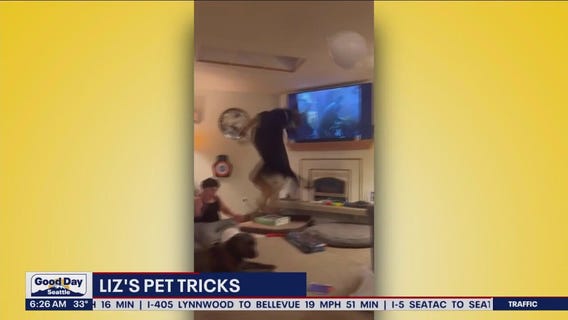 Liz's Pet Tricks for Wednesday, February 2