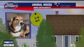 Welcome Milk Jug, Junior, Lucy