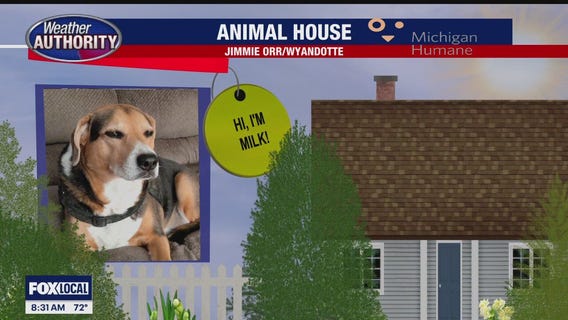 Welcome Milk Jug, Junior, Lucy