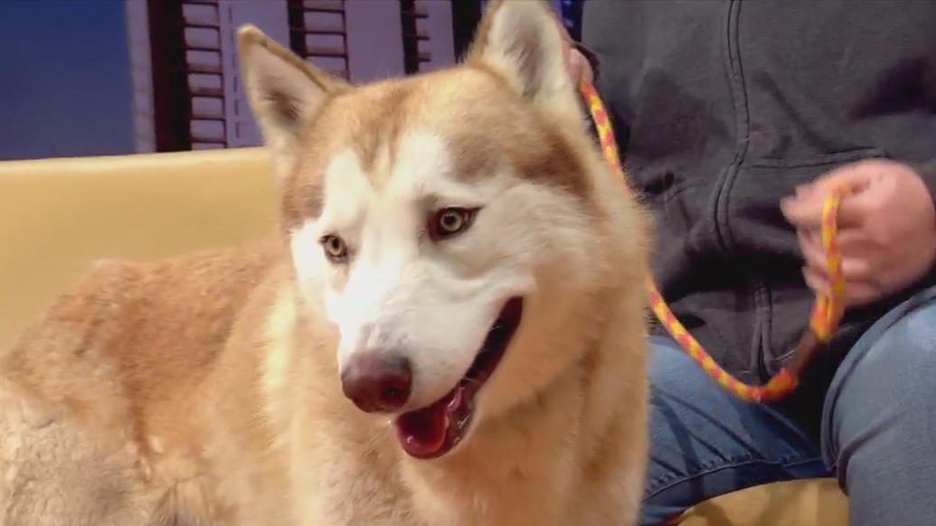 Pet of the Week: Timber from PAWS