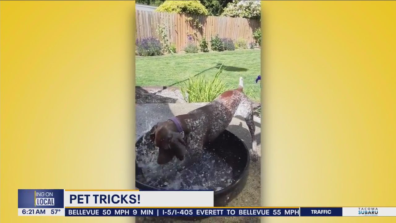 Pet Tricks for Wednesday, August 21