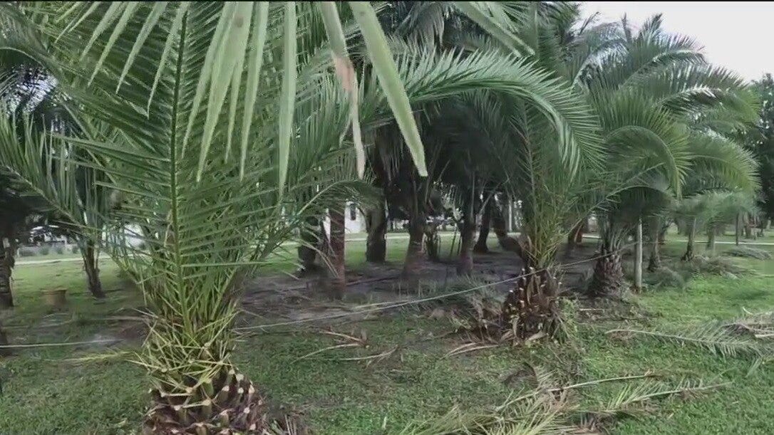 Florida's most recognizable trees