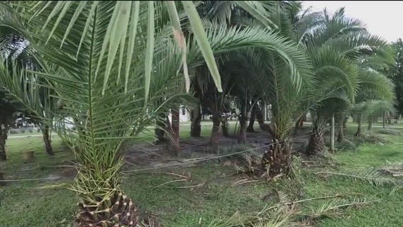 Florida's most recognizable trees