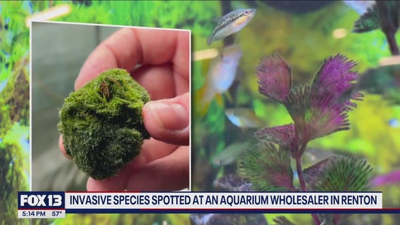 Invasive species spotted at Renton aquarium wholesaler