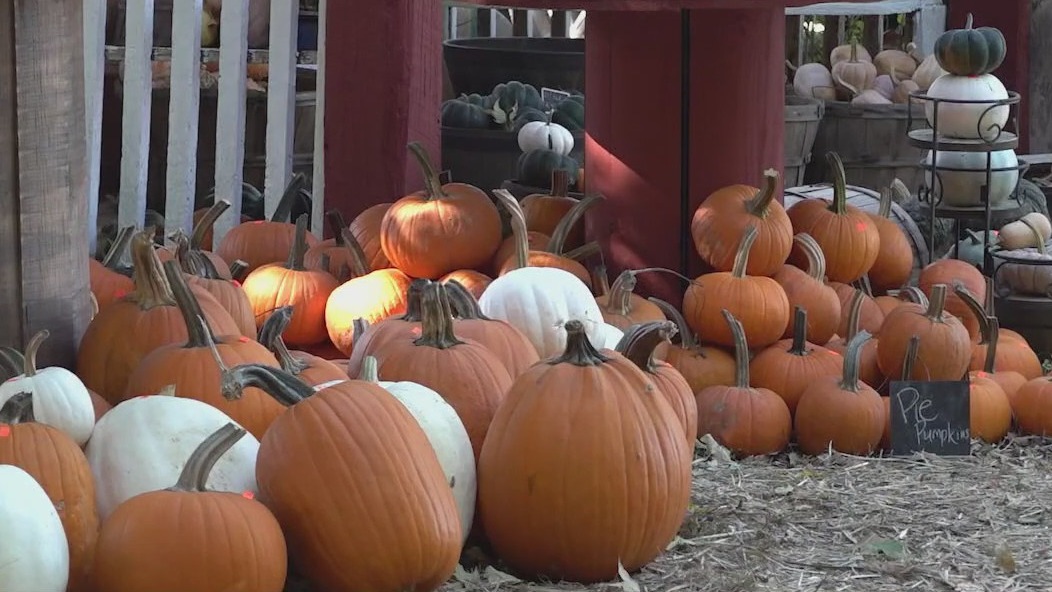 Drought impacting pumpkin patches nationwide
