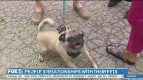 New Yorkers respond to study that shows Gen-Z see pets as human children