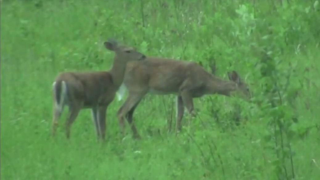 Food banks taking Michigan deer donations