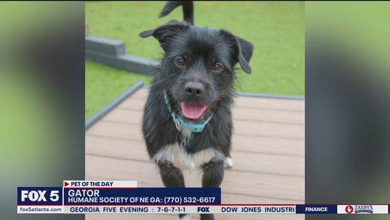 Pet of the day from the Humane Society of Northeast Georgia