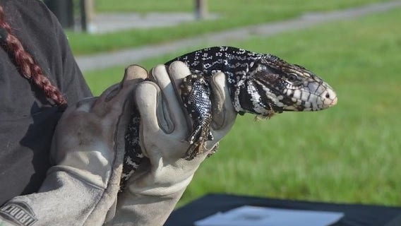 Possible invasive lizard sighting in Central Florida