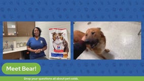 The Pet Pawcast: Do Pets Get Sick?