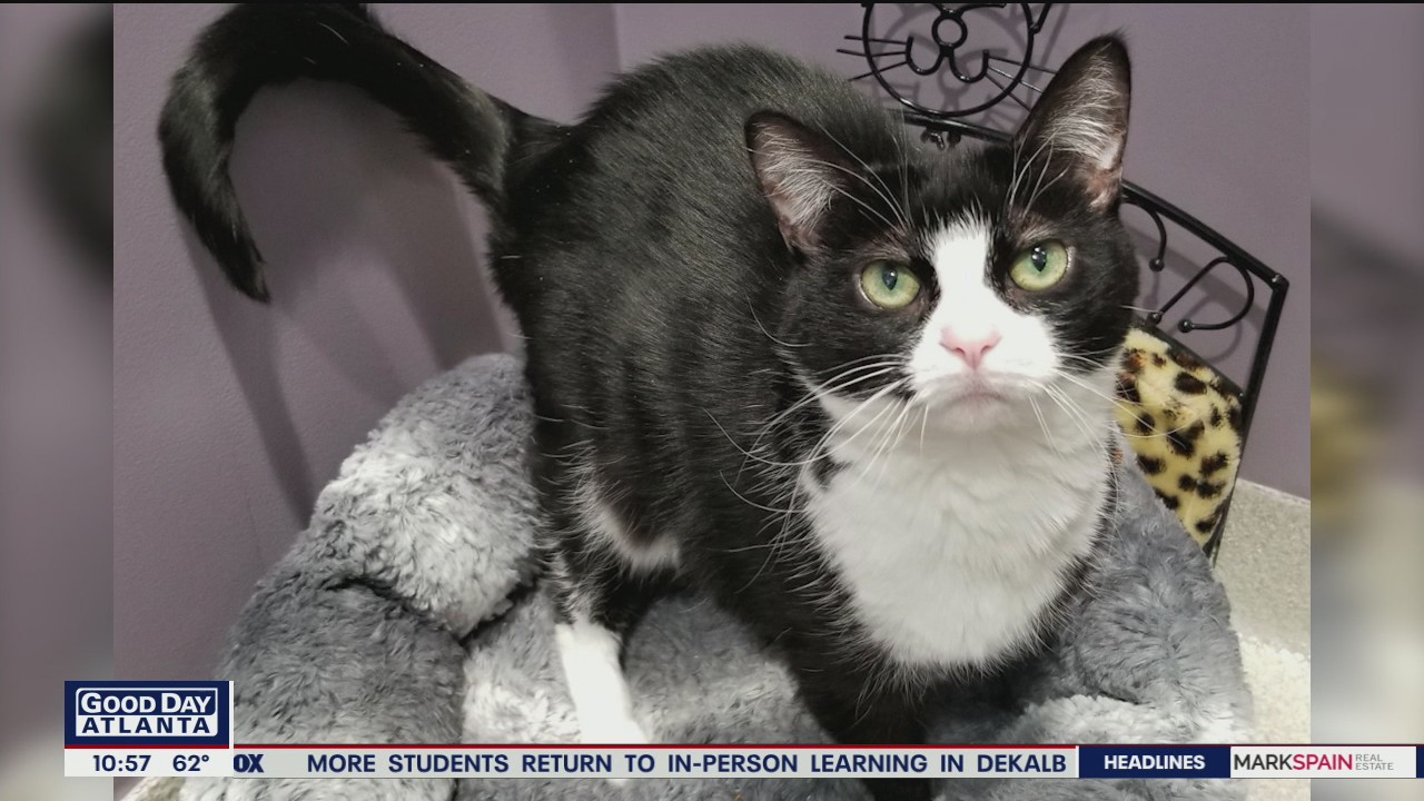 Pet of the day from the Humane Society of Cobb County