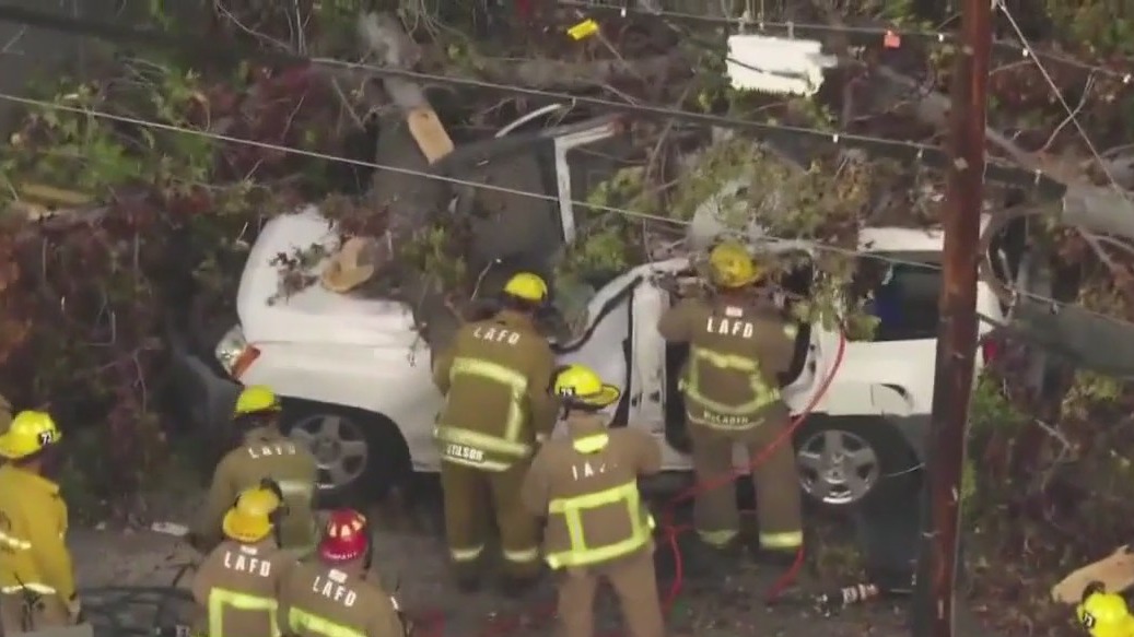 One dead after tree falls on car