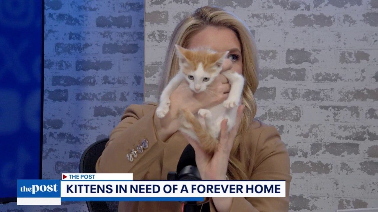 Couple fosters 13 kittens | The Post