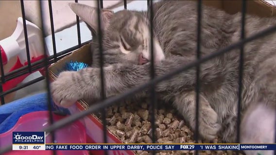 Homeward Bound Pet Adoption Center offering $10 adoption fee for the week