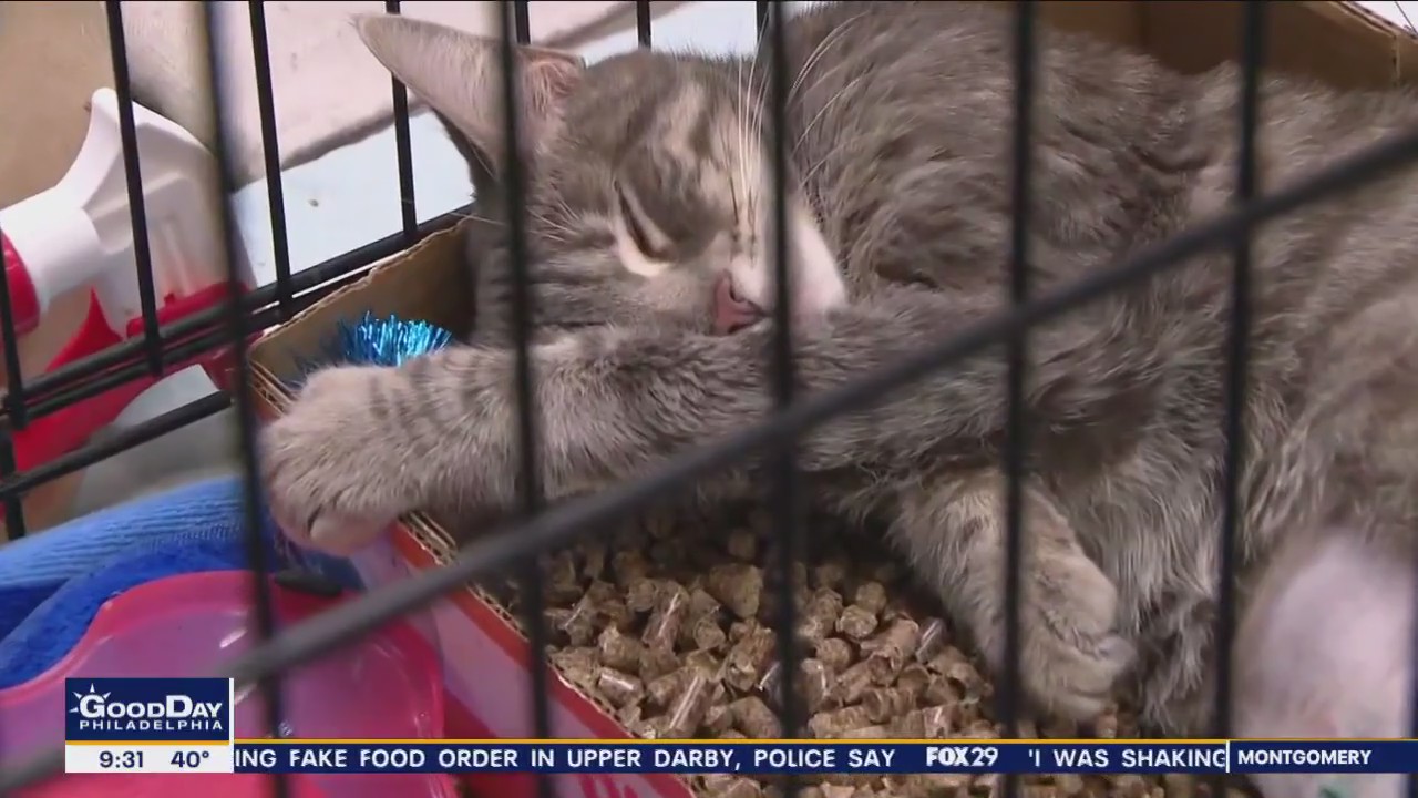 Homeward Bound Pet Adoption Center offering $10 adoption fee for the week