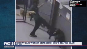 Ensuring justice in animal cruelty cases