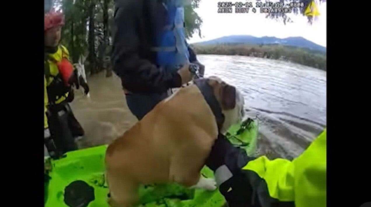 Wilson the bulldog rescued from flooding in Hamilton, WA
