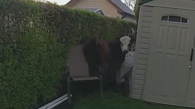 Niles cow blossoming after being captured by police