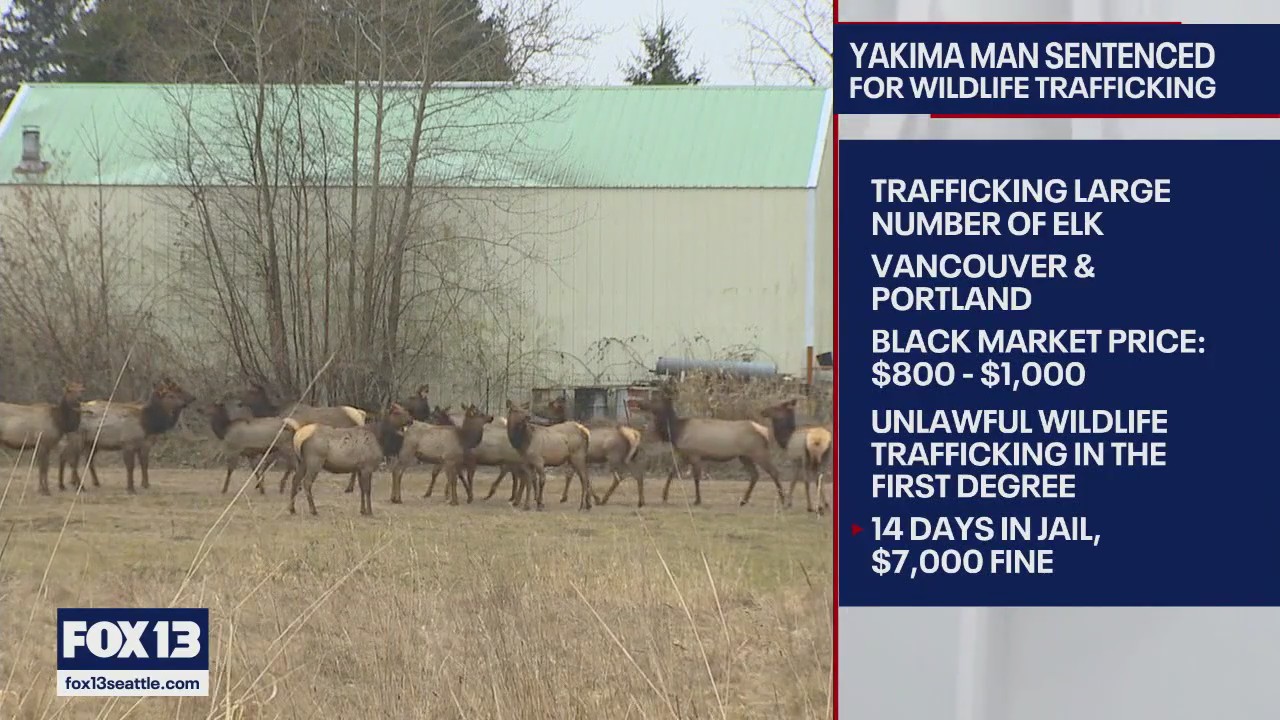 Yakima County man sentenced for black market Elk trafficking