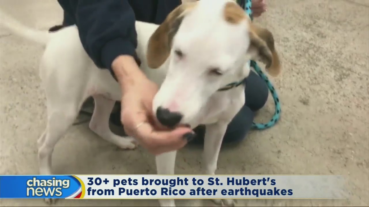 Pets from Puerto Rico ready for adoption