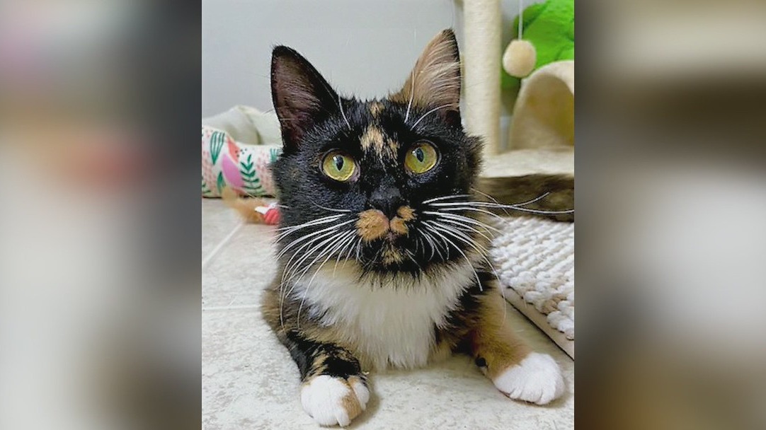 Pet of the Day from the Humane Society of Cobb County